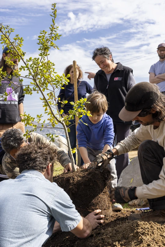 Multiple people planting a young oak tree
